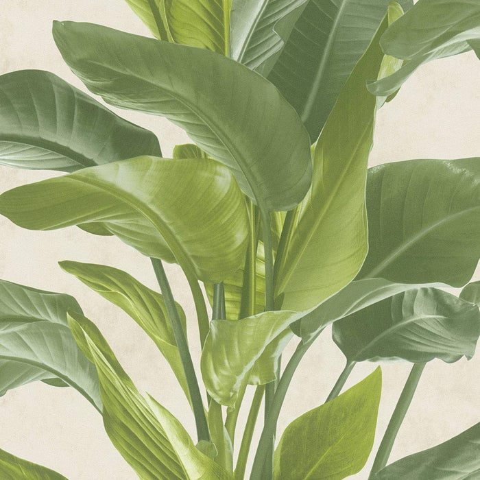 Banana Tropical Wallpaper - Cream/Green