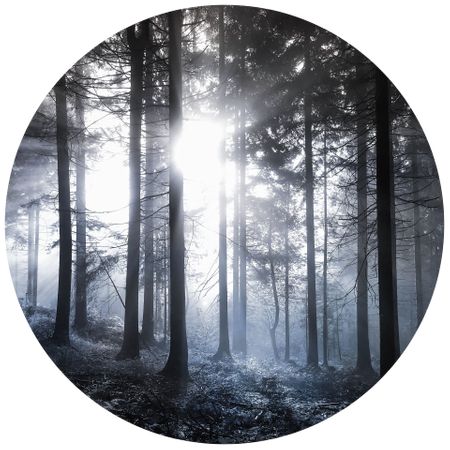 Circular Sunshine in the Woods Mural