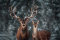 Deer Mural Series - Snowy Deer - Custom Sized Wallpaper Mural (per m2)