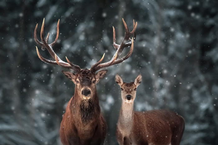 Deer Mural Series - Snowy Deer - Custom Sized Wallpaper Mural (per m2)