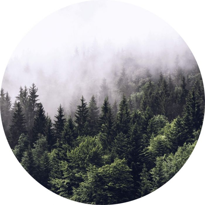 Forest Mist - Wall Mural