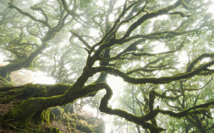 Forgotten Forest - Custom Sized Wallpaper Mural (per m2)