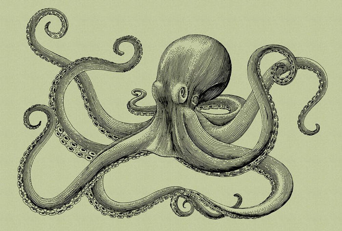 Jules Octopus - Custom Sized Wallpaper Mural (per m2) - Jules 2 Green