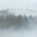 Misty Forest Mural