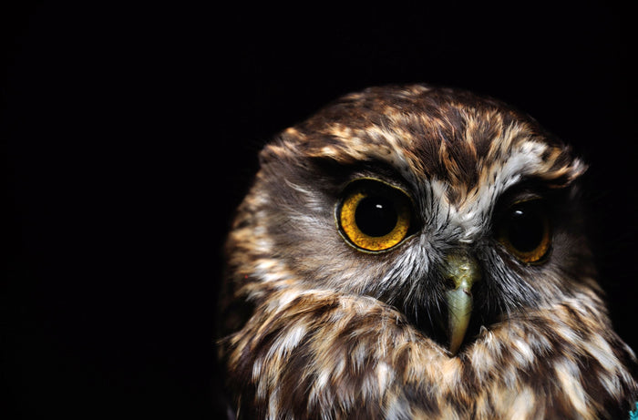 Morepork Owl - Custom Sized Wallpaper Mural (per m2)