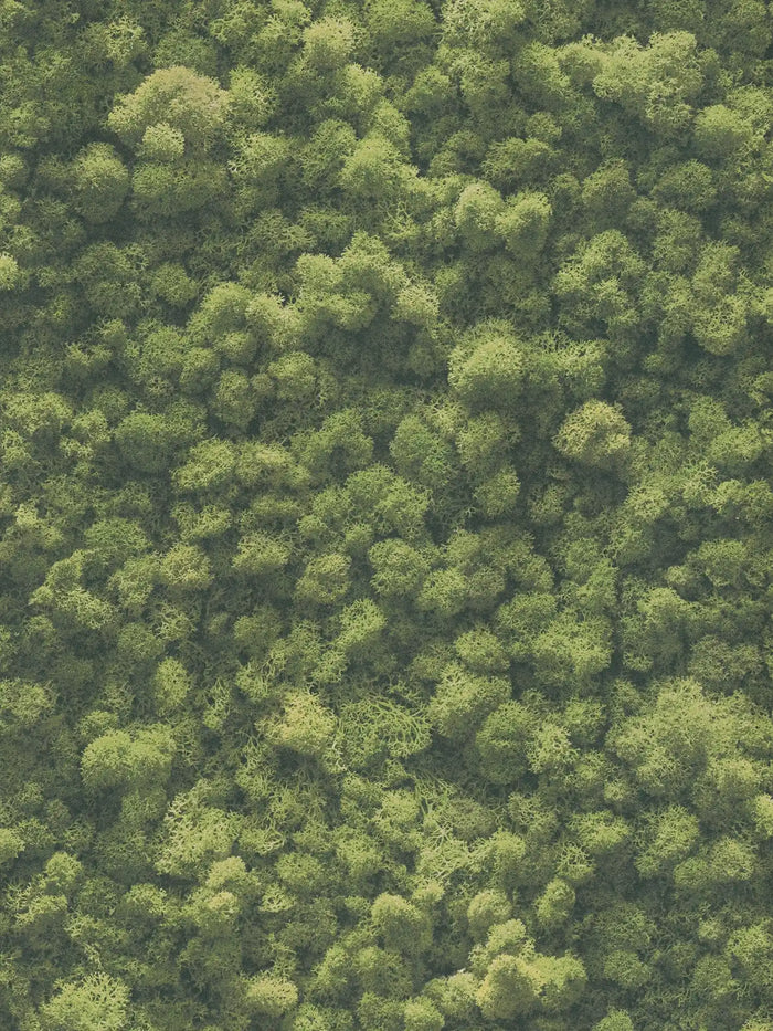 Moss wallpaper