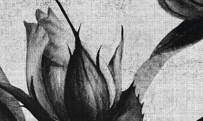 Spanish Rose - Custom Sized Wallpaper Mural (per m2)