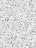 Tiny Tendrils Wallpaper - Grey/Silver/White