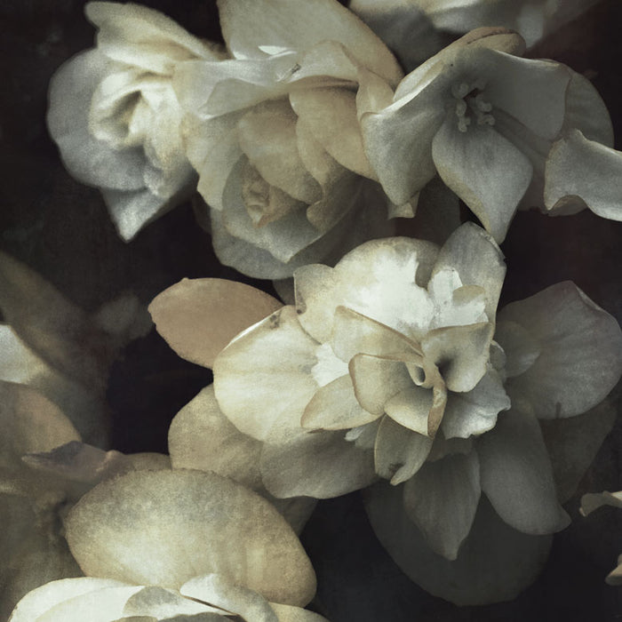 Zarafa - Custom Sized Wallpaper Mural (per m2)